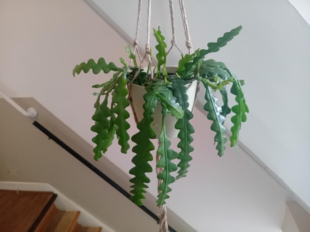 Kamerplant 30cm zaagcactus in macrame hangpot, Huis en Inrichting, Ophalen, Overige soorten, Halfschaduw, In pot