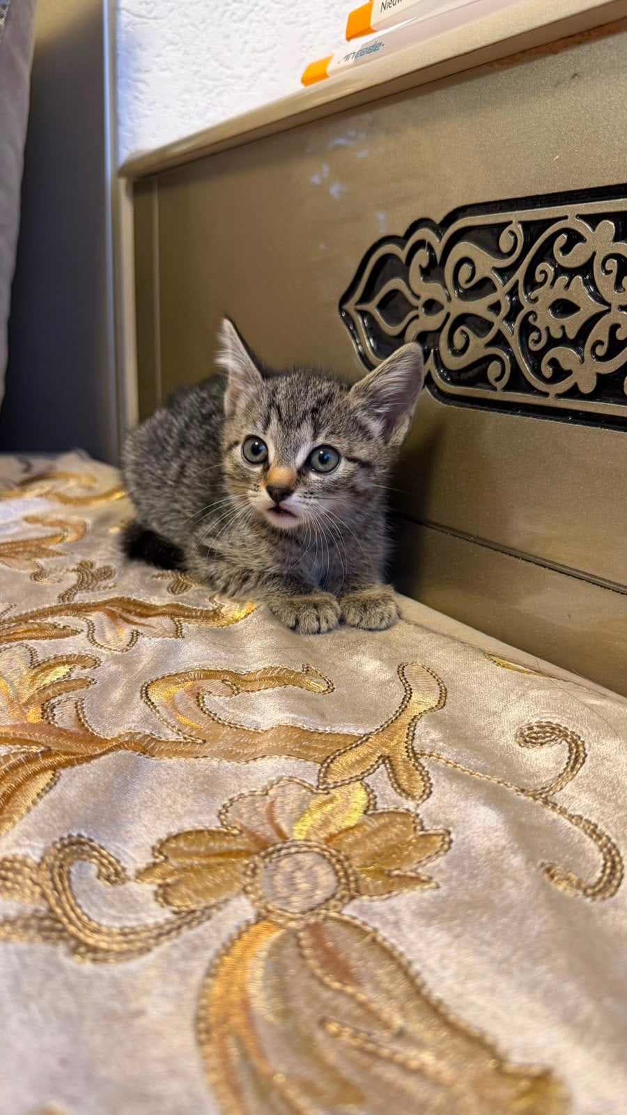 Te Koop: Schattige Kittens voor €50 per Stuk, Dieren en Toebehoren, Meerdere dieren, Ontwormd