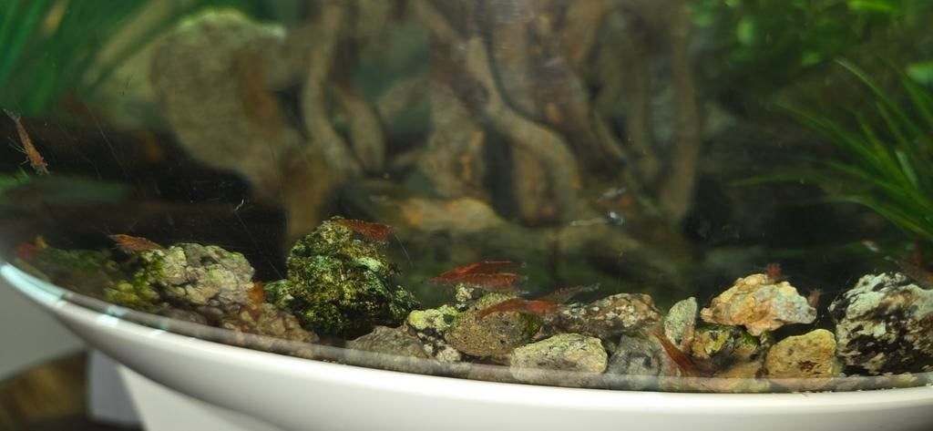Vuurgarnalen / Neocaridina davidi garnalen, Ophalen, Nieuw, Overige typen