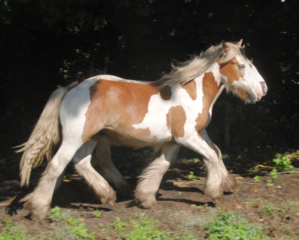 Irish Cob / tinker ruinen en merries, Dieren en Toebehoren, Meerdere dieren