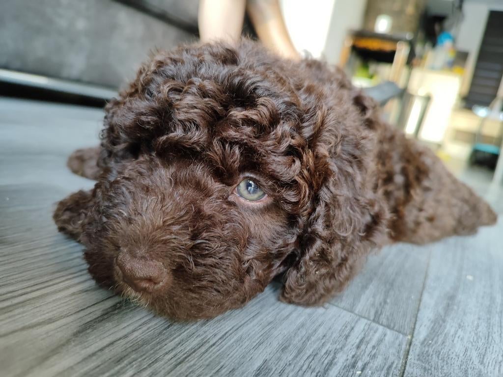 Spaanse waterhondpuppies, Parvo, 8 tot 15 weken, Eén hond, Nederland
