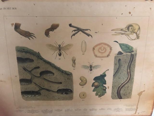 schoolplaten, Antiek en Kunst, Antiek | Schoolplaten, Ophalen, Natuur en Biologie
