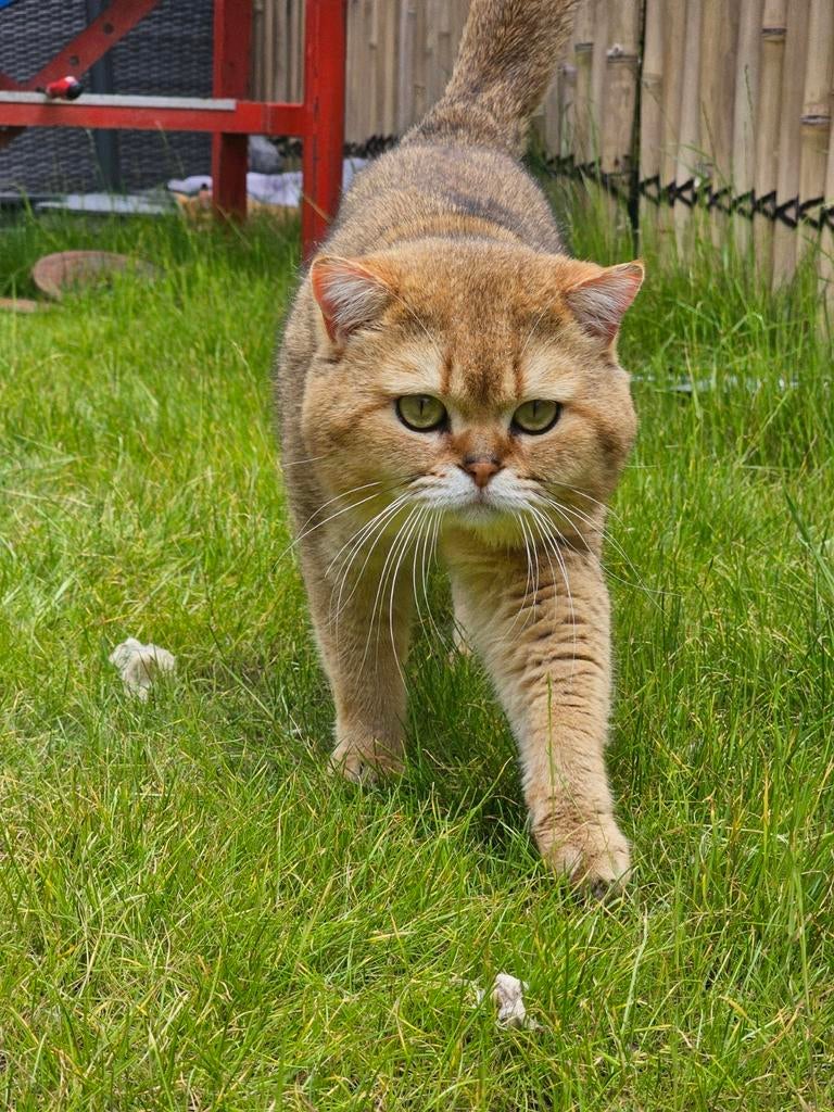 Britse korthaar dekkater golden shaded