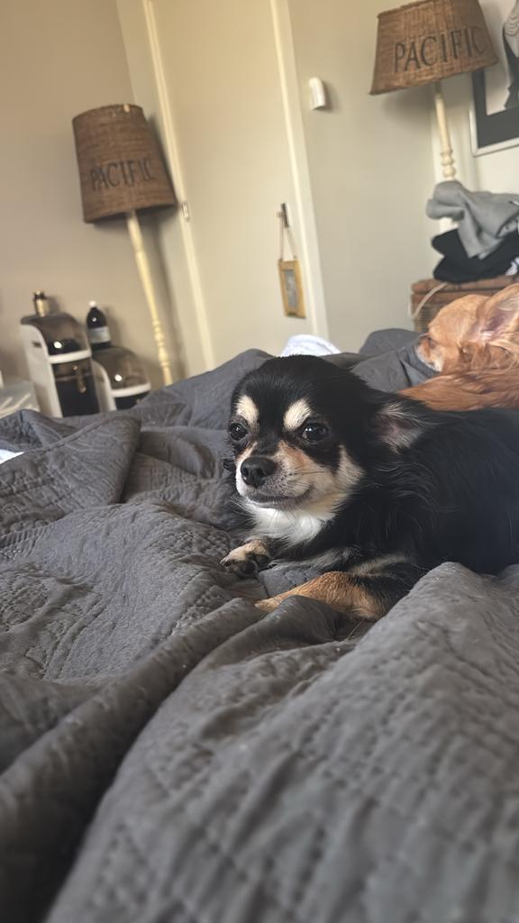 Mooie dek reu, je krijgt prachtige puppy’s, Dieren en Toebehoren, Honden | Chihuahua's en Gezelschapshonden, Nederland, Reu, 1 tot 2 jaar