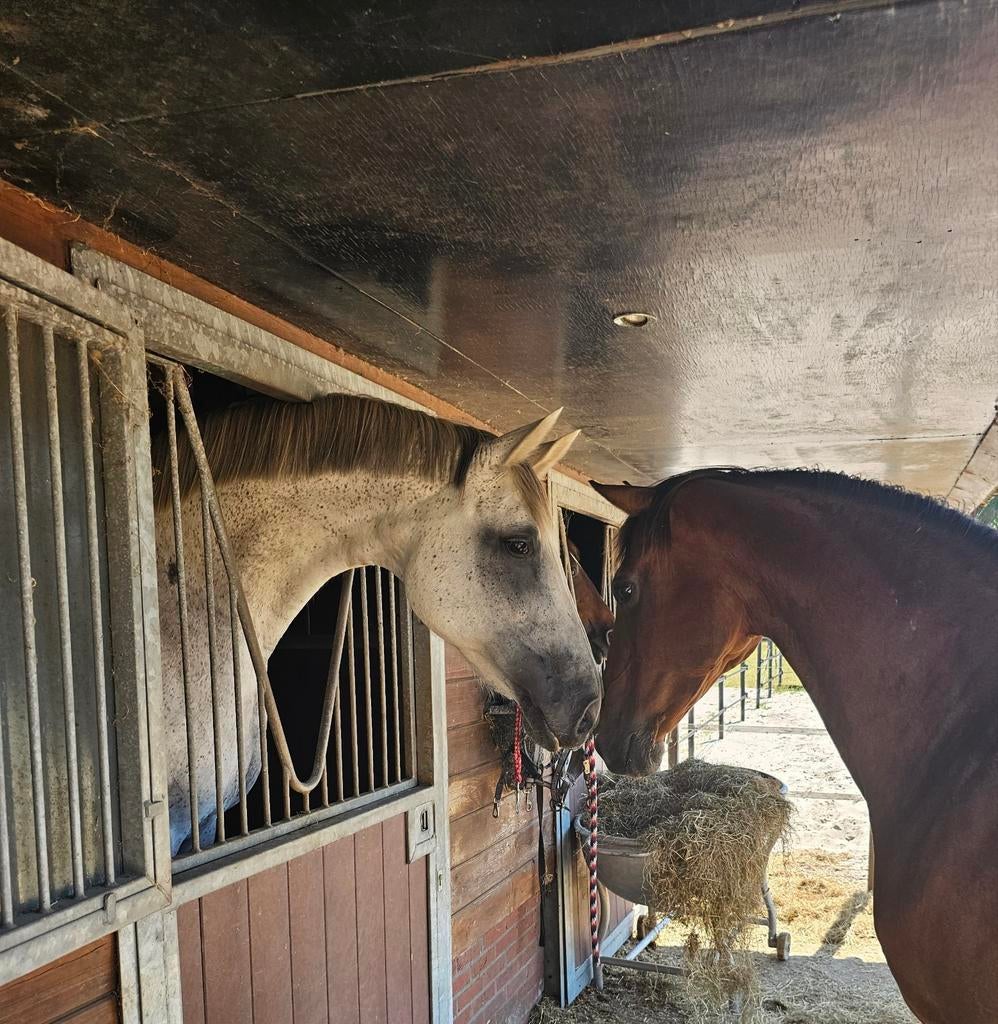 Ster, voorlopig keur/ prok merrie, Dieren en Toebehoren, Merrie, Springpaard, Met stamboom, Niet van toepassing