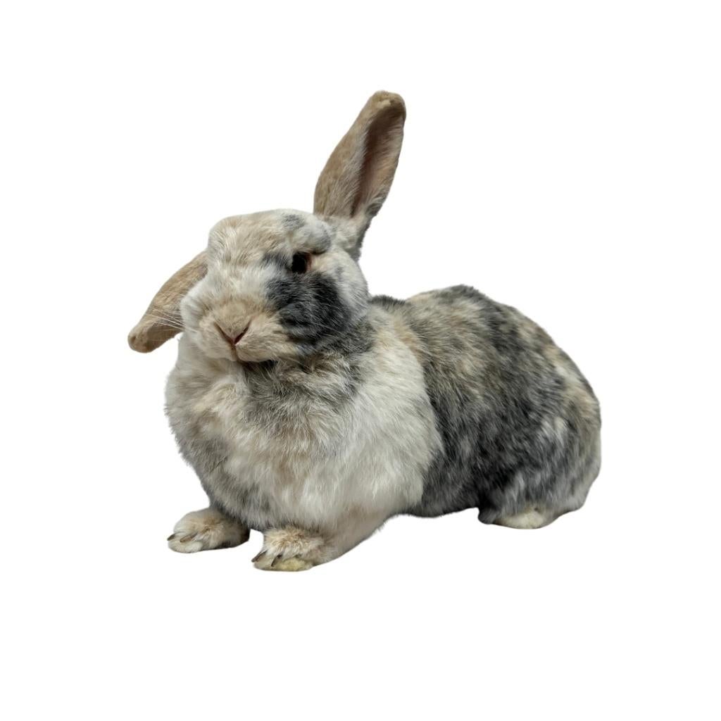 Uw huisdier laten opzetten. Neem contact op voor alle info!, Verzamelen, Dierenverzamelingen, Nieuw, Overige typen, Overige soorten