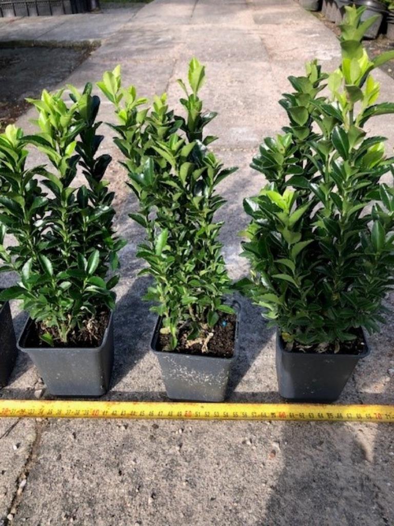 Buxus vervanger, Kardinaalsmuts, Euonymus 'Green Spire' 1,55, Ophalen, Haag, Overige soorten, Minder dan 100 cm