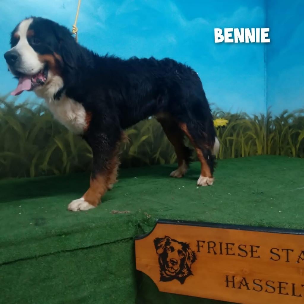 Staat ter dekking berner sennen dekreu Bennie,met stamboom., 1 tot 2 jaar, Teef, Parvo, Meerdere