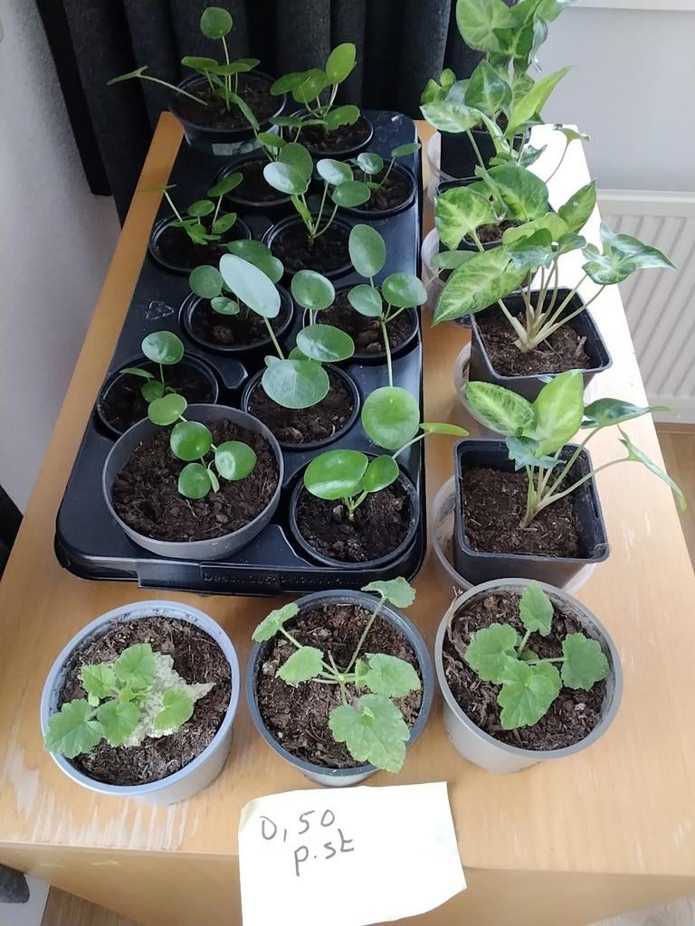 Kamerplantjes, Tuin en Terras, Planten | Tuinplanten, Ophalen, Overige soorten, Volle zon