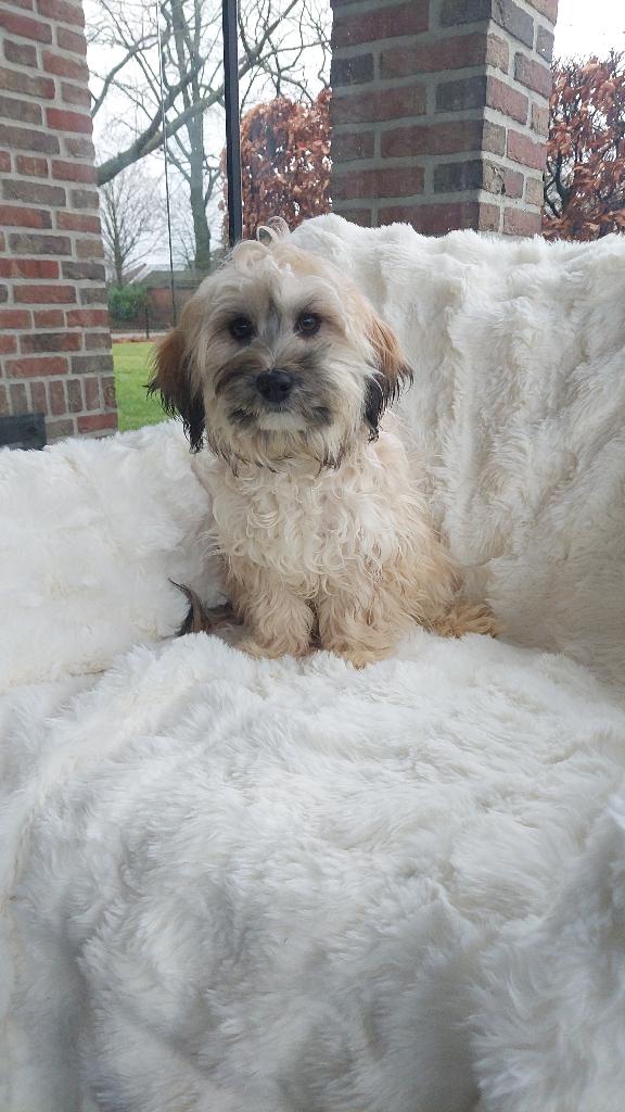 LIEVE MALTIPOO PUPS  ( 1 REUTJE), Parvo, Maltezer, Nederland, Reu