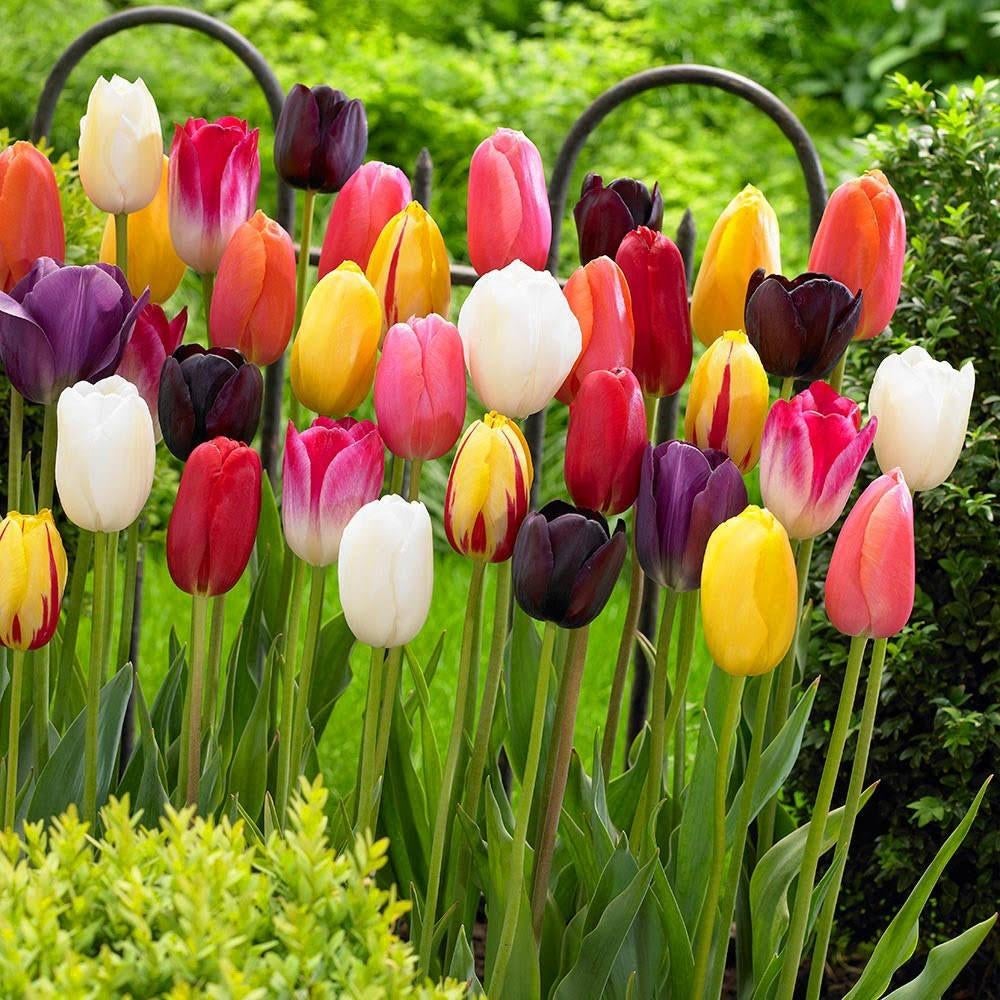 100 tulpenbollen 15 euro, Tuin en Terras, Bloembollen en Zaden, Ophalen of Verzenden, Voorjaar, Volle zon