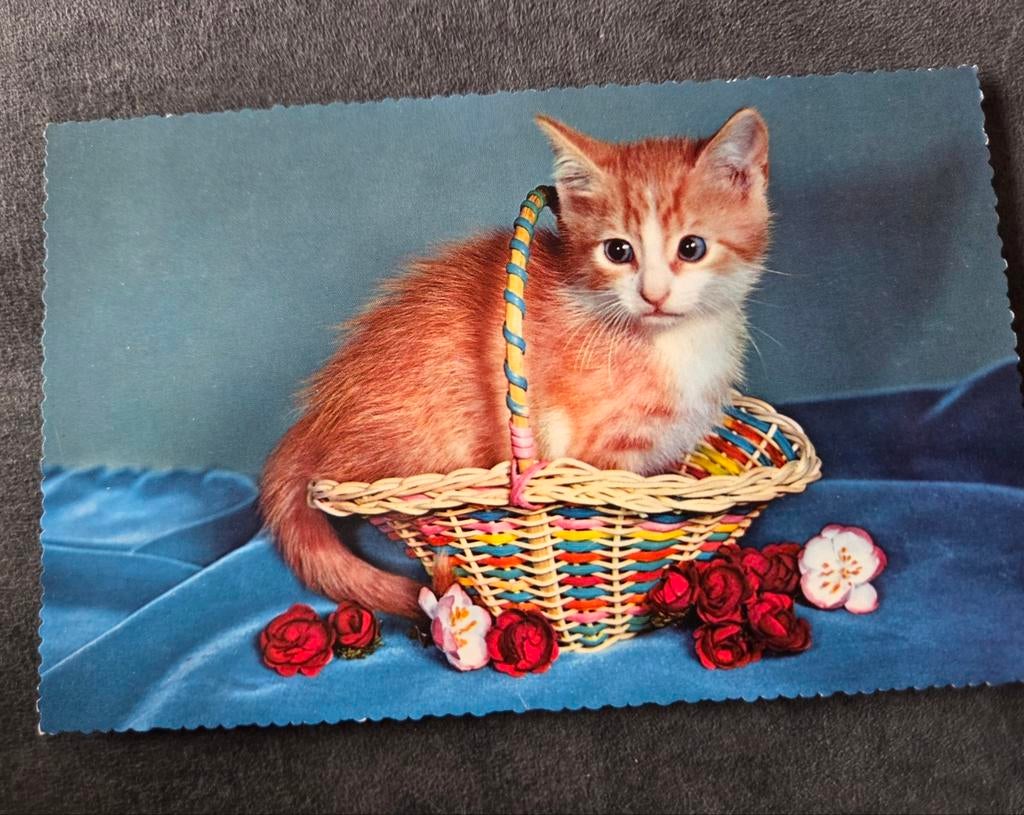 Leuk rood katje in mandje, Verzenden, 1960 tot 1980, Gelopen, Hond of Kat