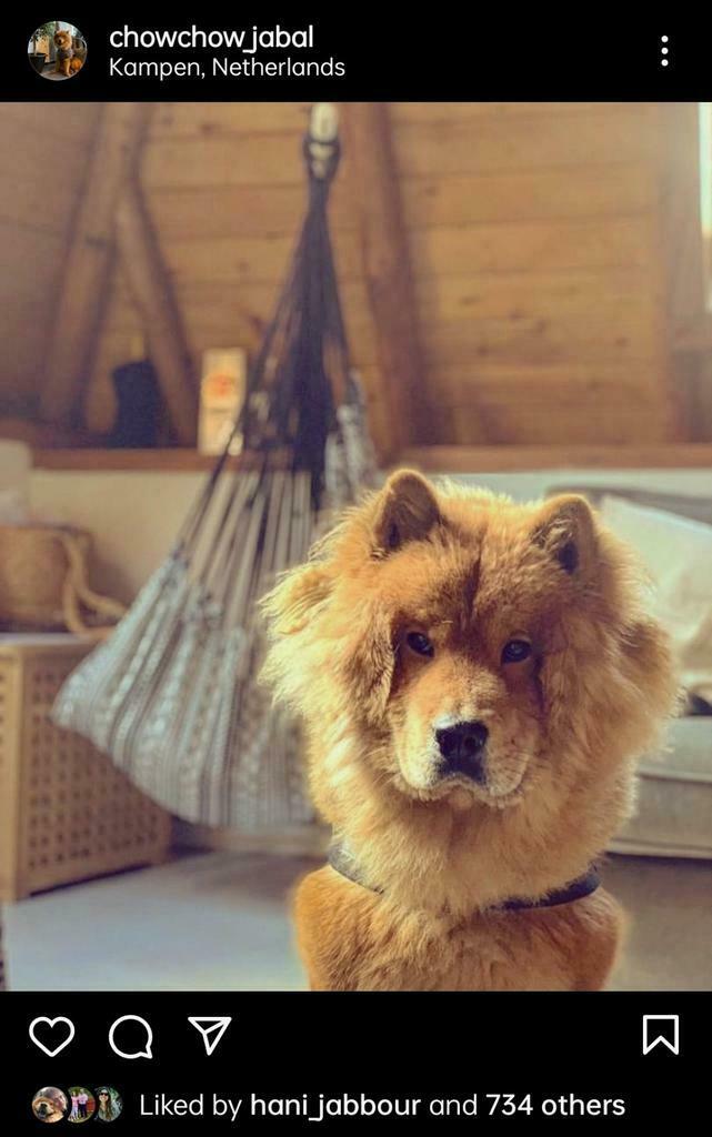Chowchow reu staat ter dekking, Reu, CDV (hondenziekte), Eén hond, 3 tot 5 jaar