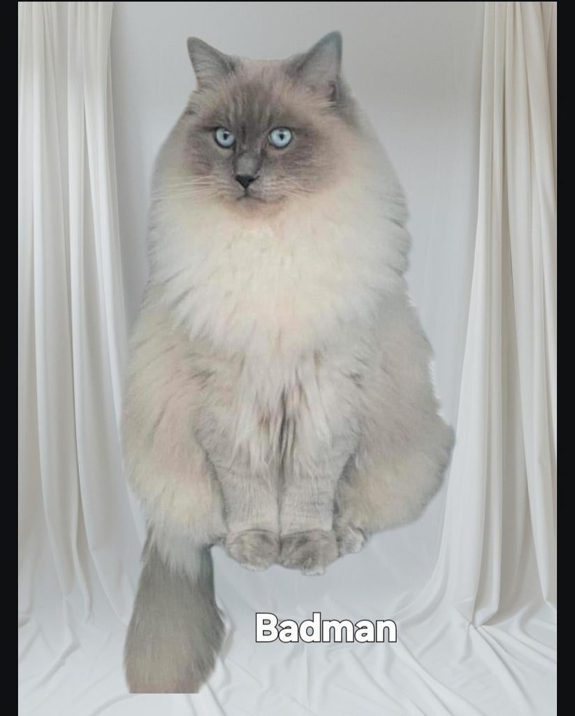 ragdoll dekkater met stamboom prachtige blauwe ogen., Poes, Met stamboom