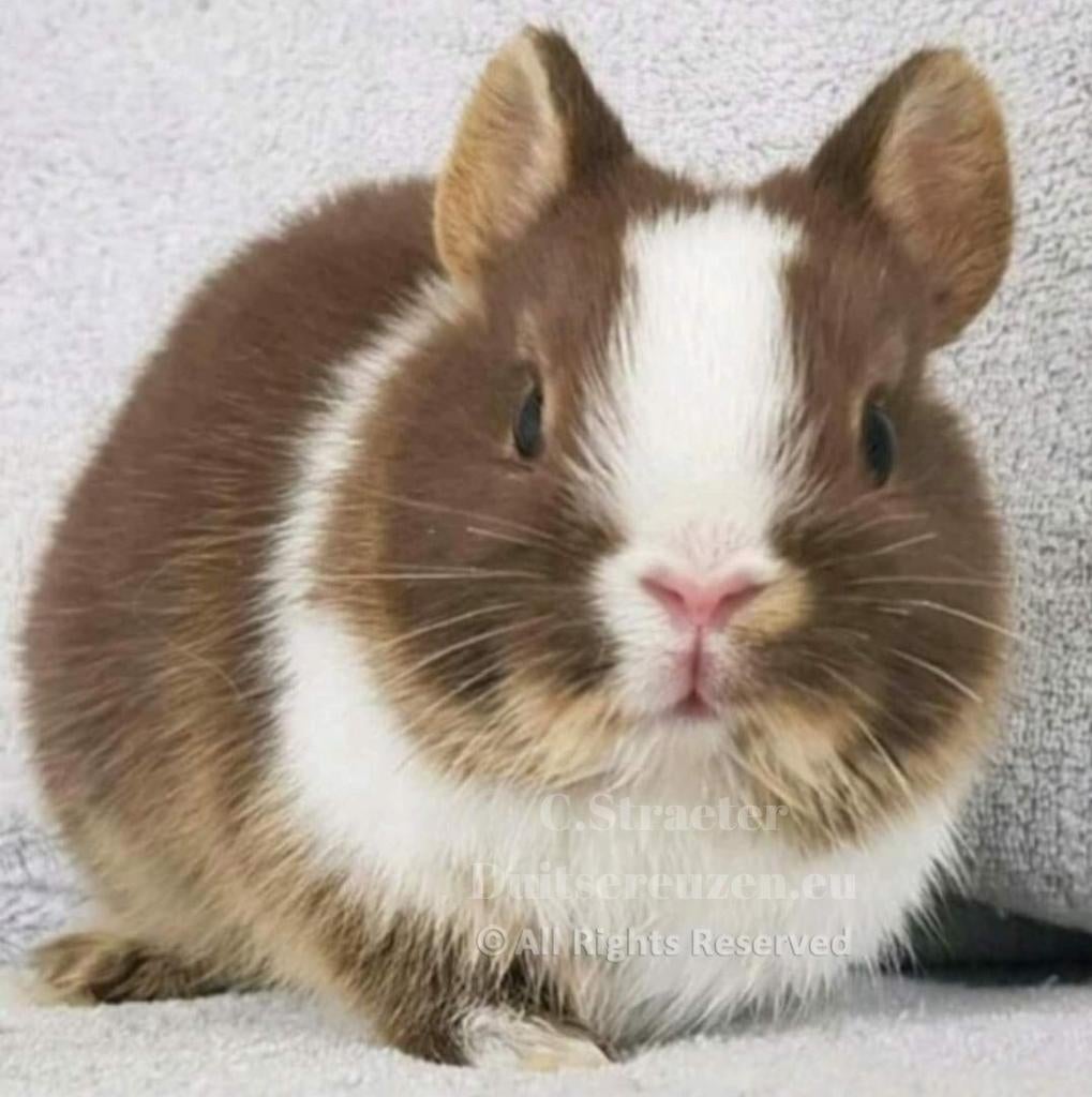 De enige ECHTE mini loffelohr konijntjes, Meerdere dieren, Dwerg, 0 tot 2 jaar
