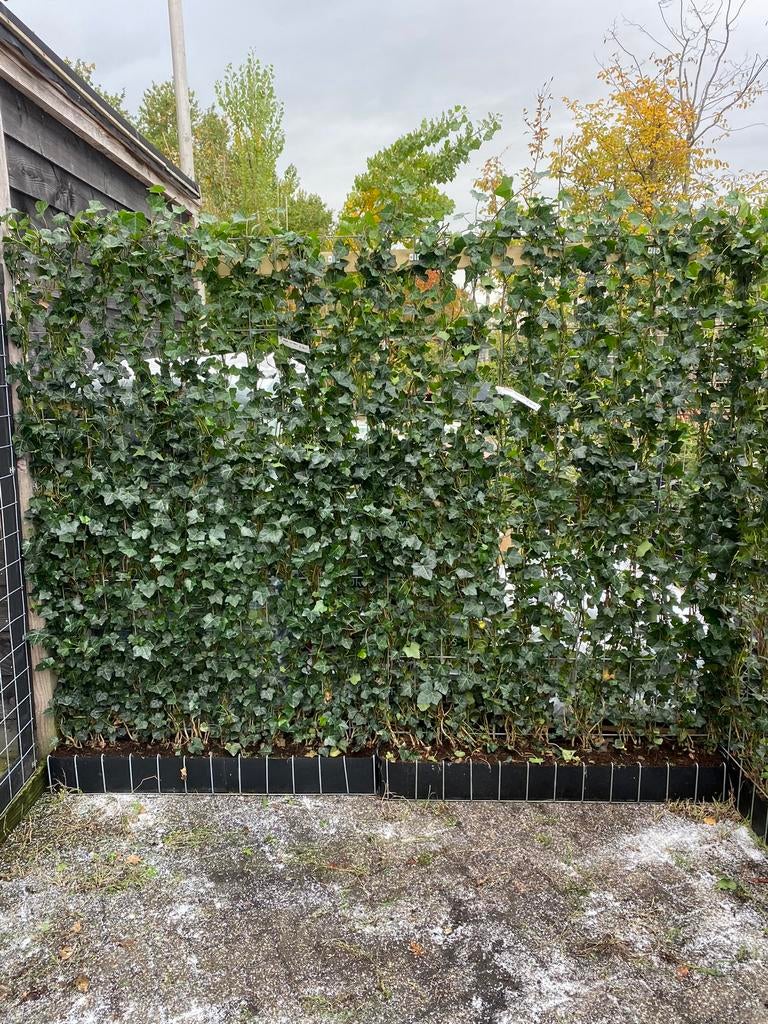Hedera kant en klaar schermen 120/180 en 120/200 cm, Ophalen of Verzenden, Overige soorten, Haag, 100 tot 250 cm