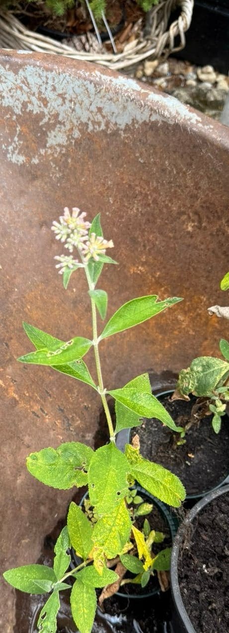 Mooie grote stek van gele vlinder struik buddleja sungold, Ophalen of Verzenden, Overige soorten, Volle zon
