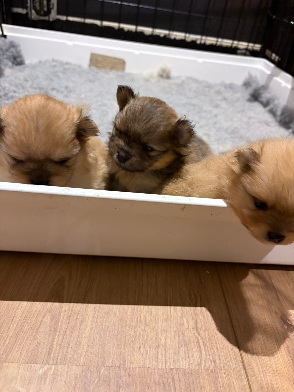 Prachtige pomeranian pups! NL gefokt met stamboom, Parvo, Keeshond, 8 tot 15 weken, Meerdere