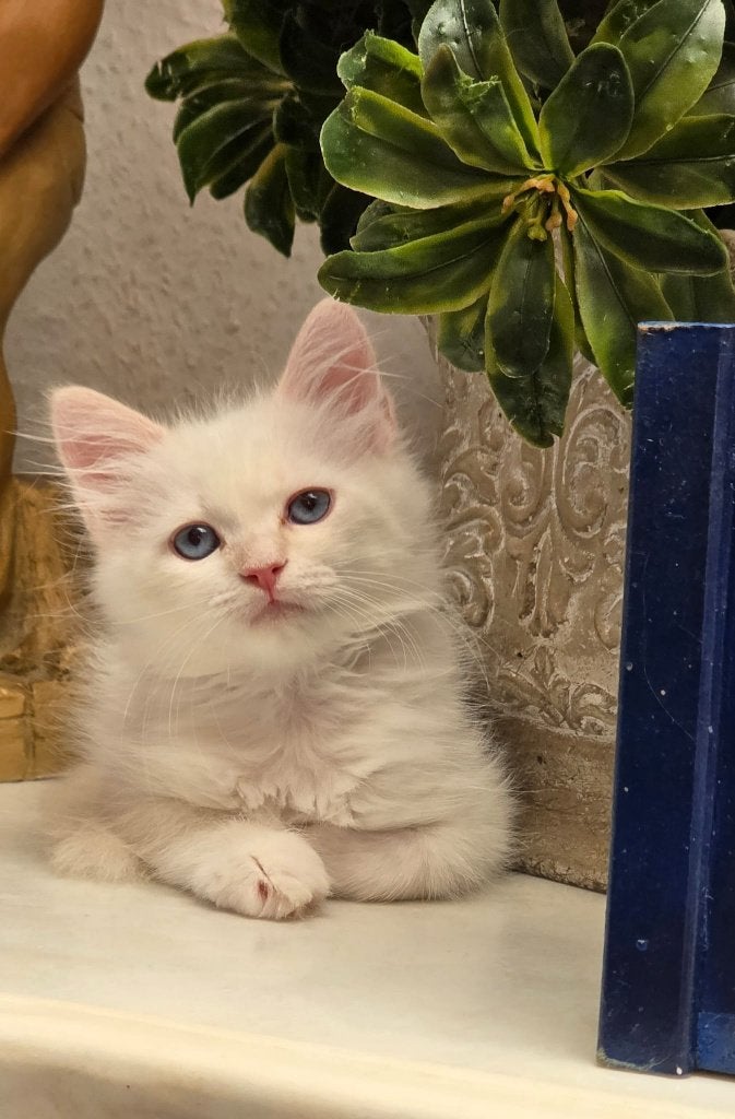 Prachtige, raszuivere Neva Masquerade kittens met stamboom, Dieren en Toebehoren, Meerdere dieren, Met stamboom, 0 tot 2 jaar