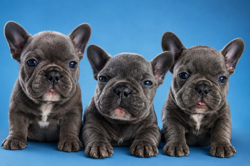 Franse buldogs pups nog 2 reutjes, Dieren en Toebehoren, 8 tot 15 weken, Bulldog, Meerdere, Meerdere dieren