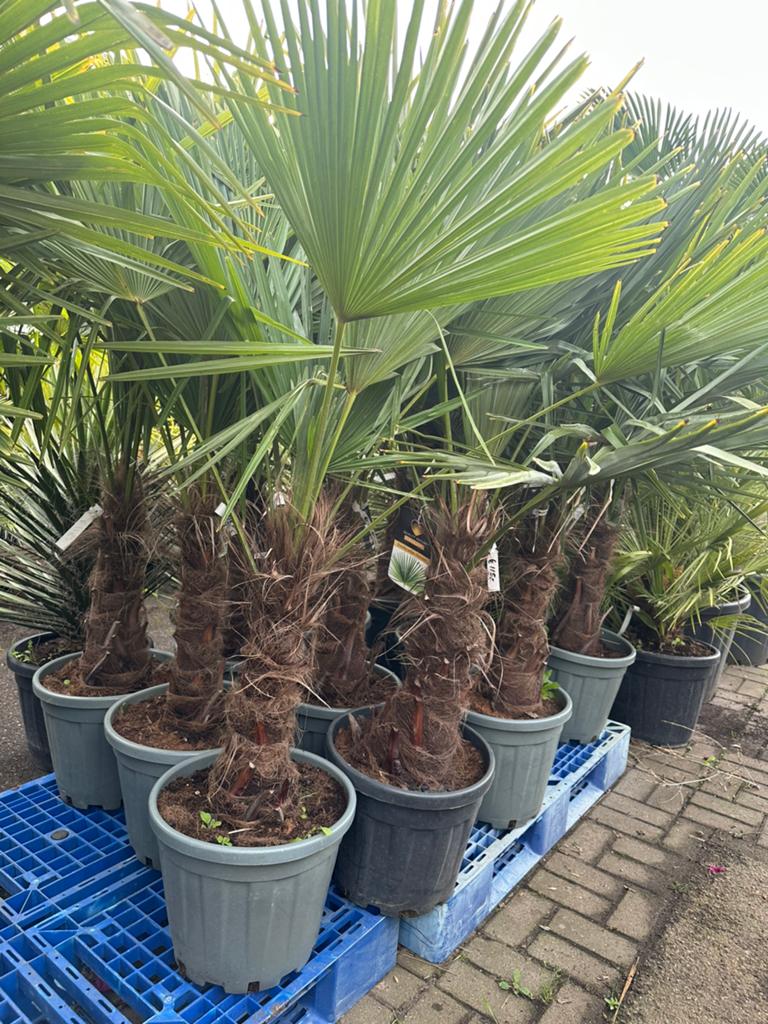 Trachycarpus fortunei palmbomen palmen, Tuin en Terras, Planten | Bomen, Ophalen of Verzenden