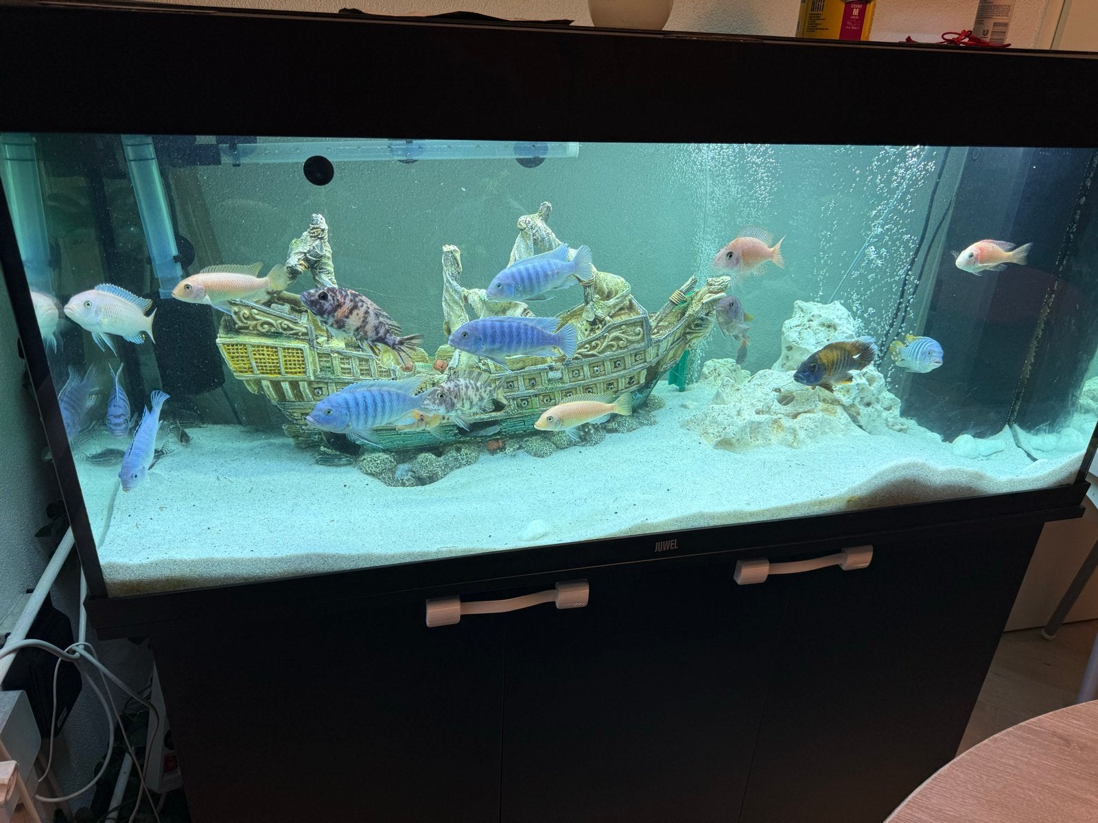 Malawi-cichliden aquarium 240 liter compleetvissen, Ophalen, Verwarming, Juwel, Gevuld zoetwateraquarium