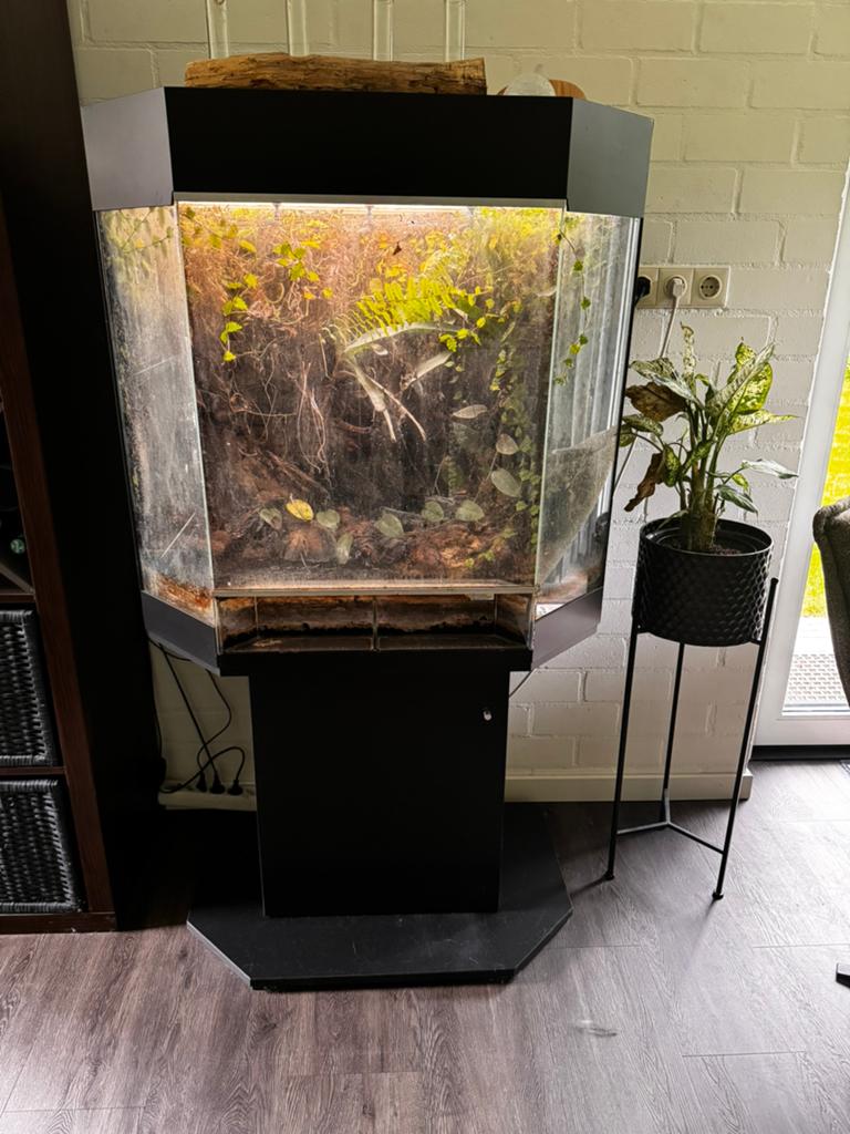 Dutch rana show paludarium met onderkast en beregening, Ophalen, Gebruikt, Terrarium of Paludarium