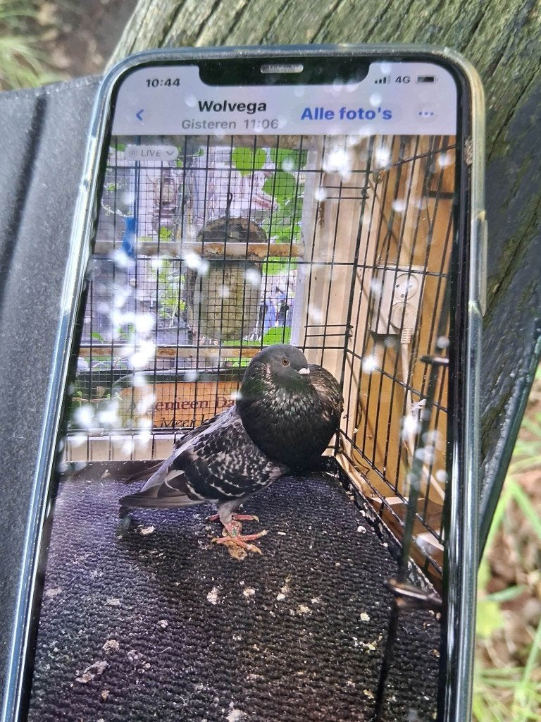 koppel kroppers, Dieren en Toebehoren, Vogels | Duiven, Meerdere dieren, Overige soorten