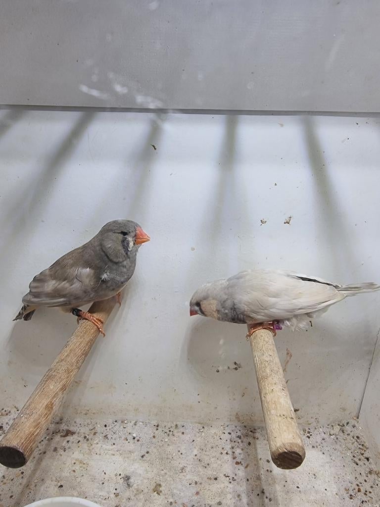 Te koop koppel Pastel split charcoal, Dieren en Toebehoren, Vogels | Overige Vogels, Meerdere dieren