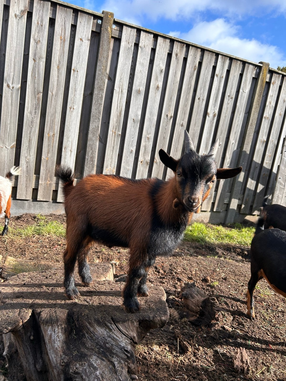 Dwerg dekbokjes te koop, Mannelijk, Geit, 0 tot 2 jaar