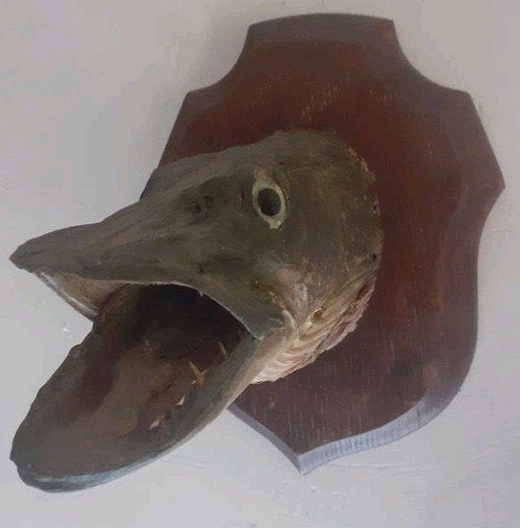 Leuke opgezette snoekkop op schild, taxidermie decoratief, Verzamelen, Dierenverzamelingen, Ophalen of Verzenden, Zo goed als nieuw