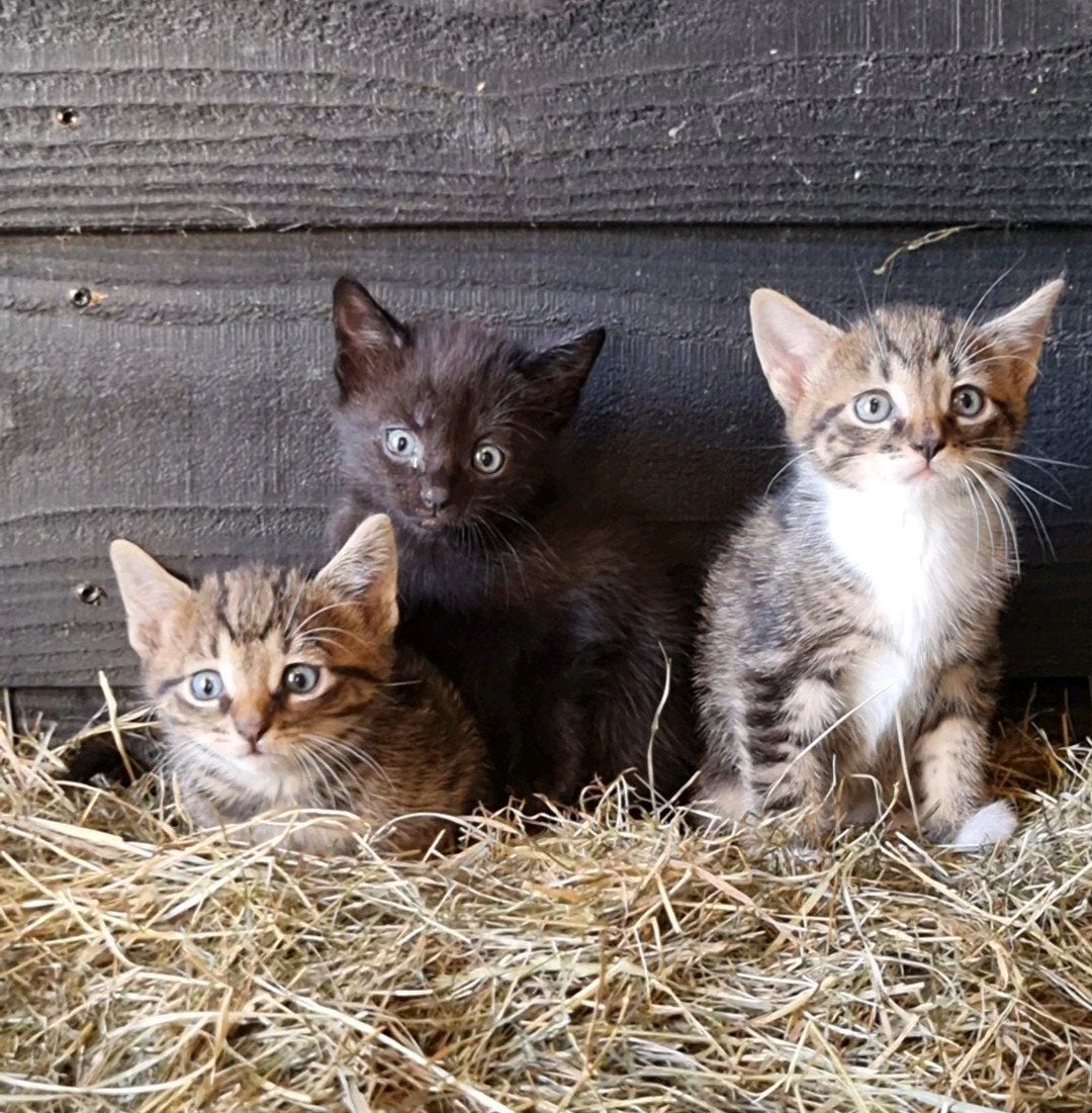 Lieve boerderij kittens, Meerdere dieren