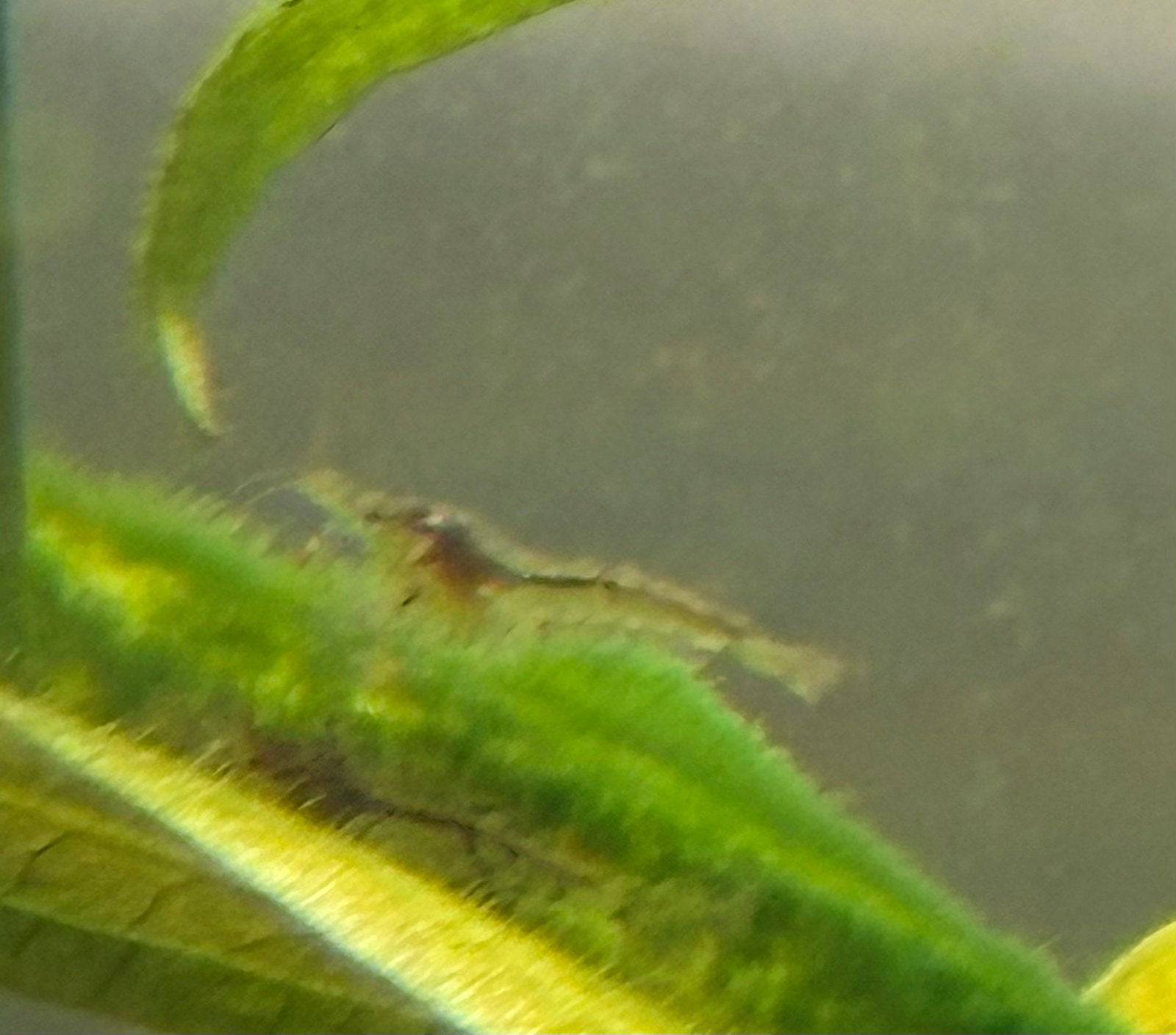 neocardina garanalen kleur wildtype (2,50 per 10), Kreeft, Krab of Garnaal