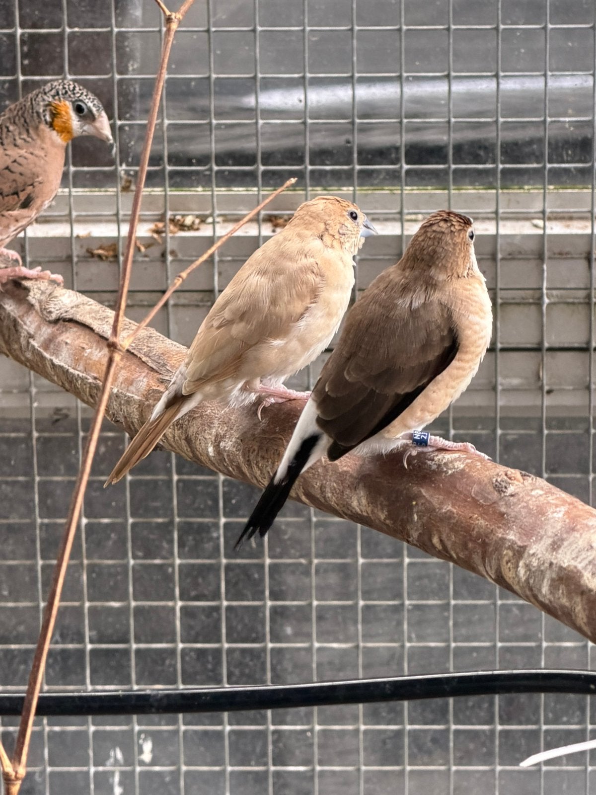 Trio loodbekjes, Meerdere dieren, Tropenvogel, Geringd
