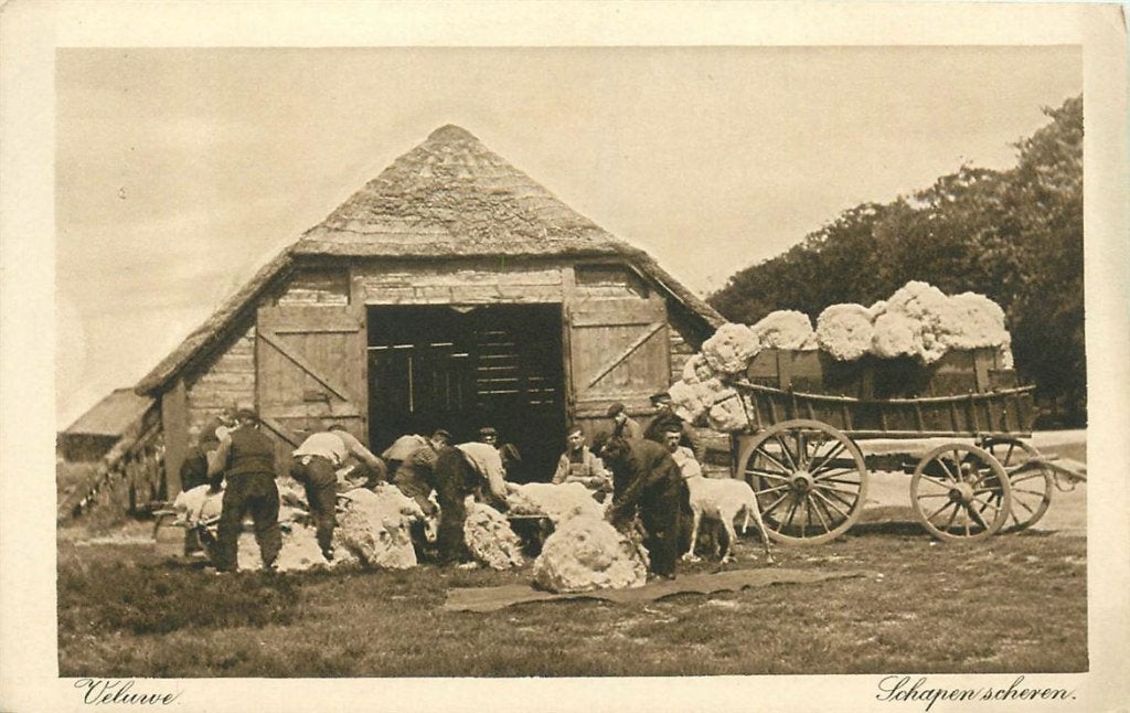 379-186-027 Veluwe Schapen Scheren, Verzenden, Voor 1920, Gelderland