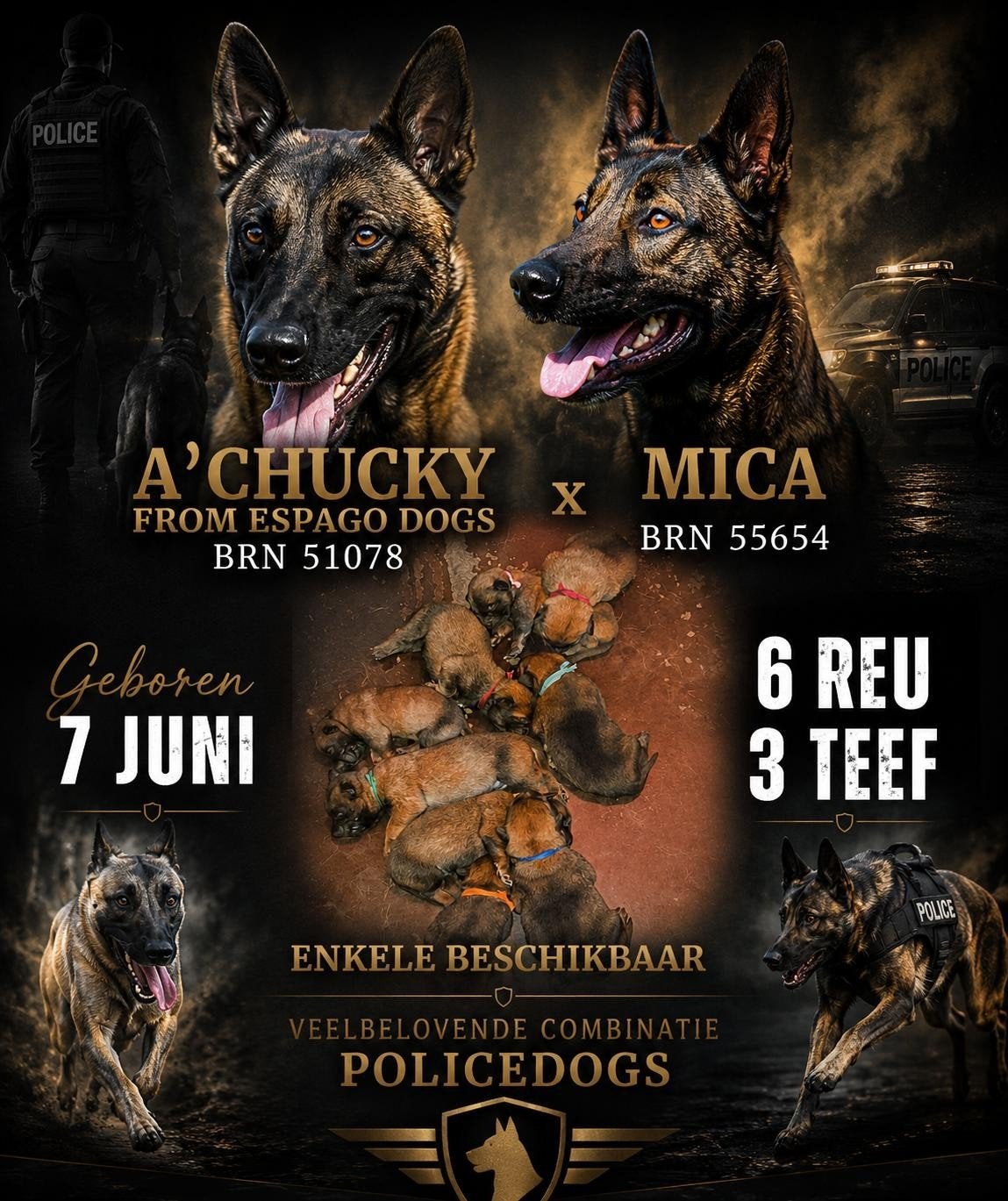 Mechelse herder pups, Dieren en Toebehoren, 8 tot 15 weken, Meerdere, Meerdere dieren, Herder