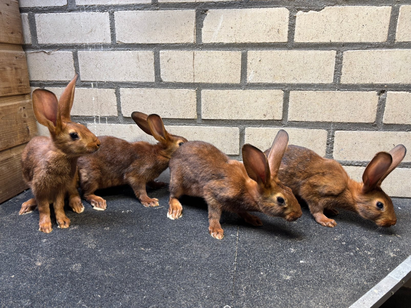 Jonge belgische hazen, Meerdere dieren, Middelgroot, 0 tot 2 jaar