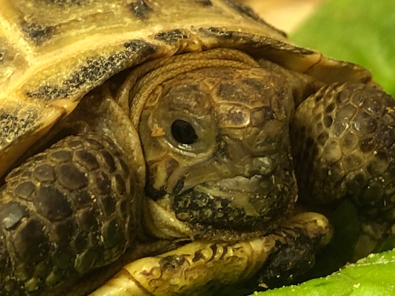 Landschildpad Vierteen (Agionemys Horsfieldi) Tortoise - unknown for sale from Nieuwendijk