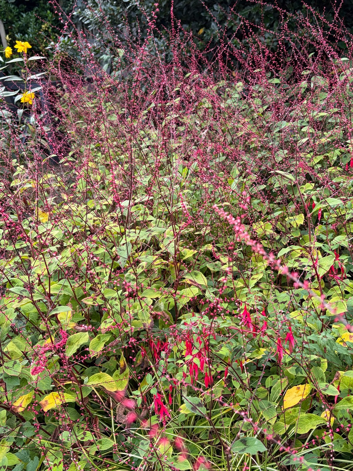 zaailingen: Persicaria Virgin, Winterharde Hibiscus en meer!, Vaste plant, Halfschaduw, Zomer, Ophalen