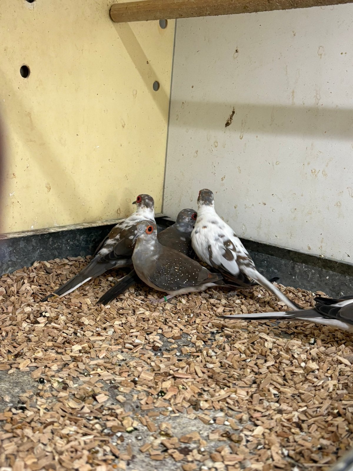 Bonte diamand duiven, Meerdere dieren, Overige soorten