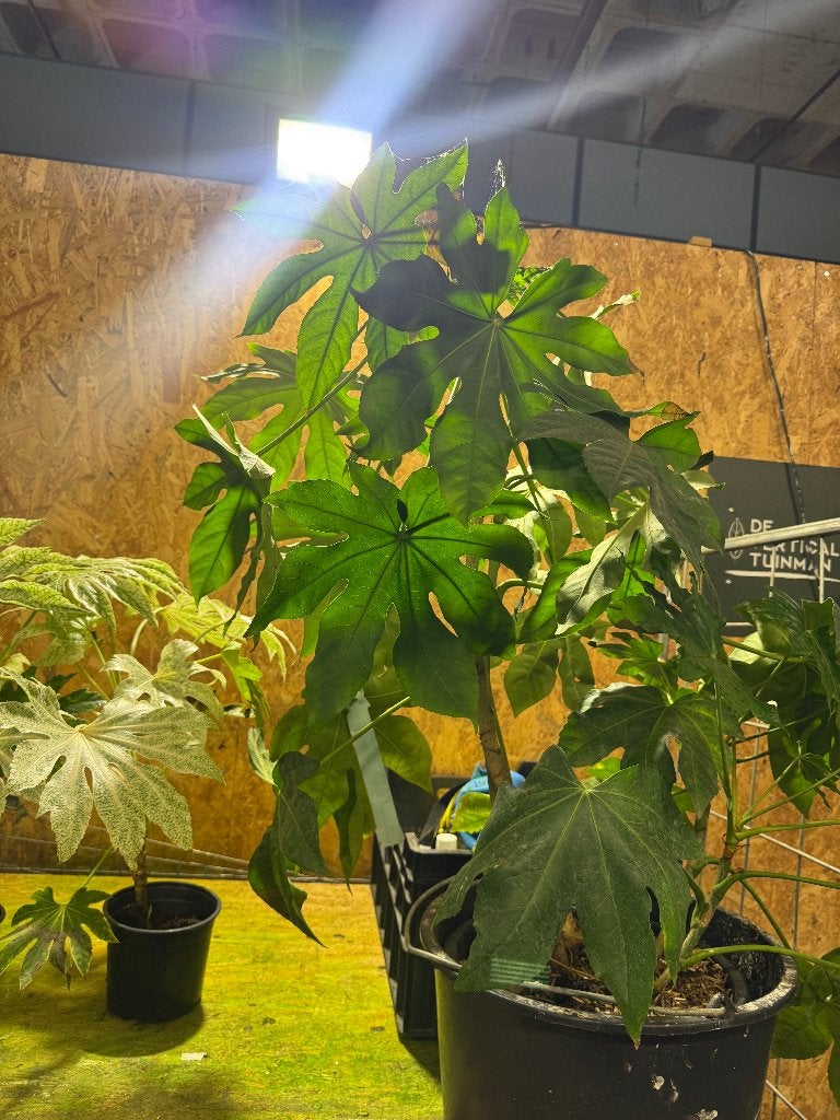 Fatsia Japonica - Vingerplanten te koop!, Ophalen, Vaste plant, Overige soorten, Halfschaduw