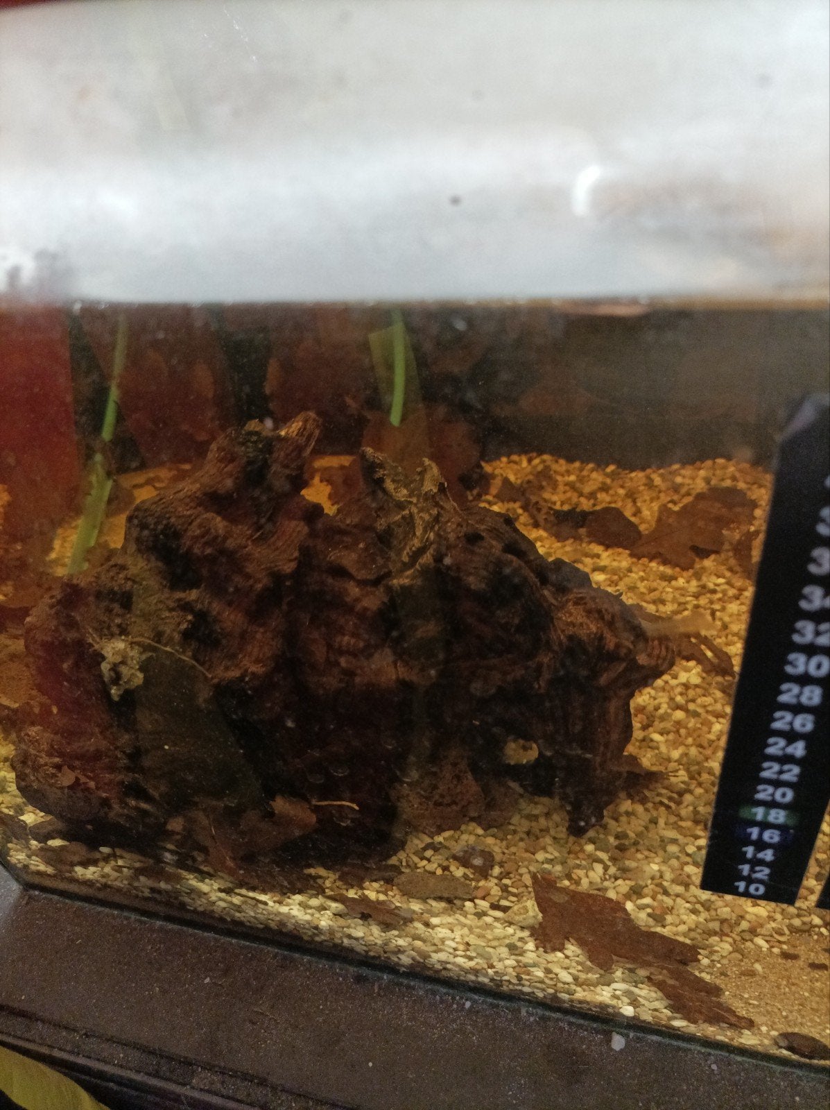 te koop diverse aquarium's 50x30x30 met filter en verwarming