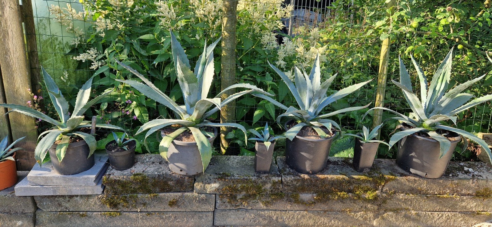 Agave: Mooie Grote Planten in 20 Liter Pot, Ophalen, Bloeit niet, Overige soorten, Volle zon