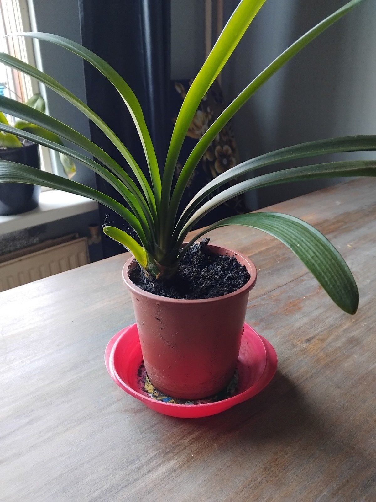 Mooie groene clivia in pot, Ophalen, Overige soorten, Halfschaduw, In pot