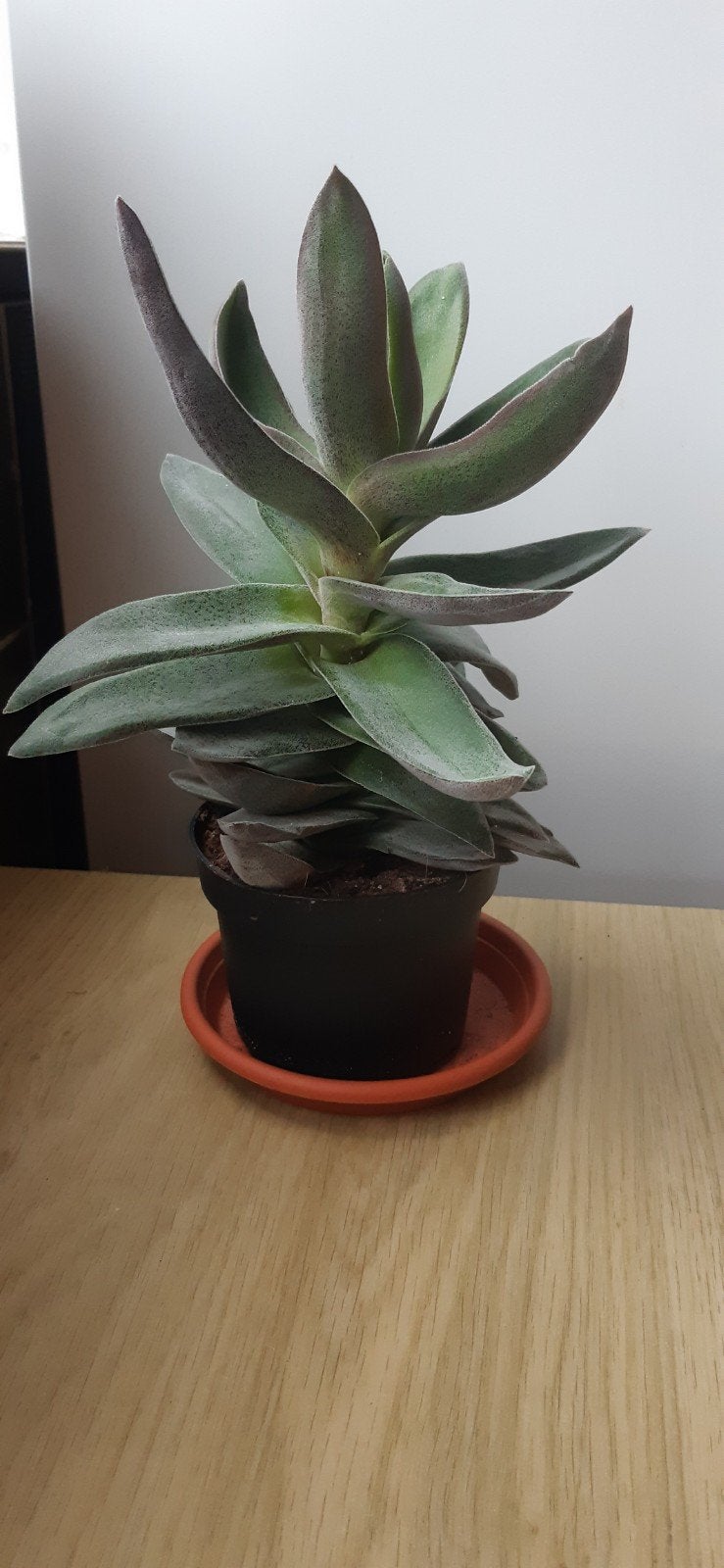 Crassula perfoliata, Ophalen, Halfschaduw, Minder dan 100 cm