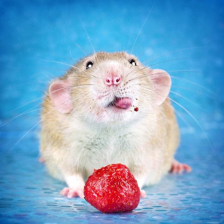 Gezocht. Een wat oudere tamme vrouwtjes rat., Dieren en Toebehoren, Knaagdieren, Rat, Februari, Vrouwelijk, Tam