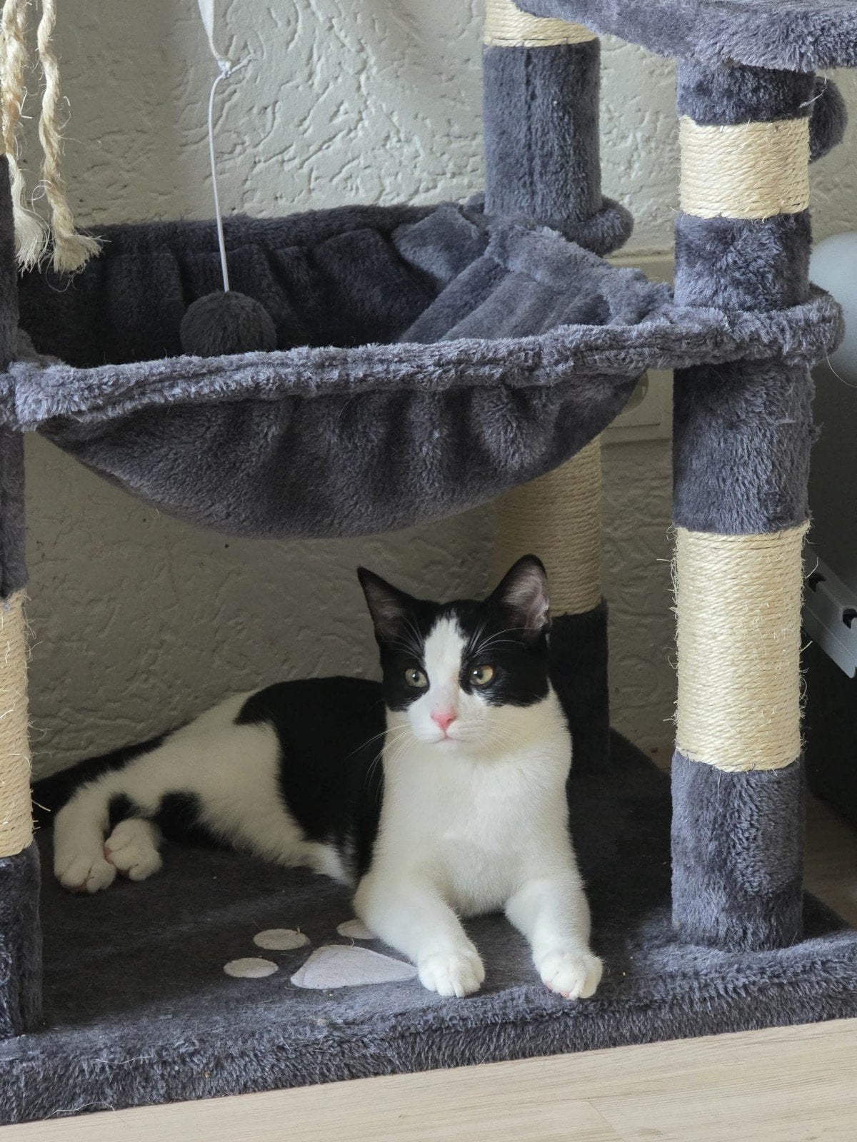 lieve kitten half jaar oud zoekt goed huisje, Dieren en Toebehoren, Kater, Kortharig, 0 tot 2 jaar