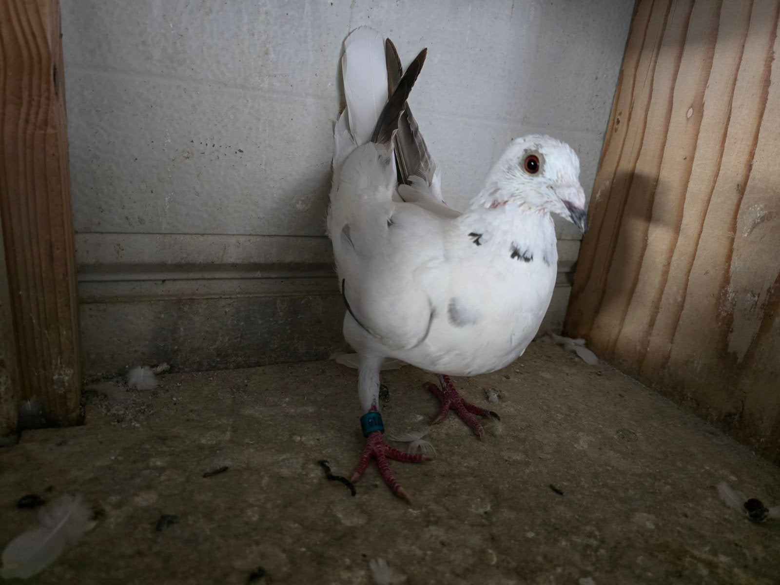 post duiven gratis ophalen, Dieren en Toebehoren