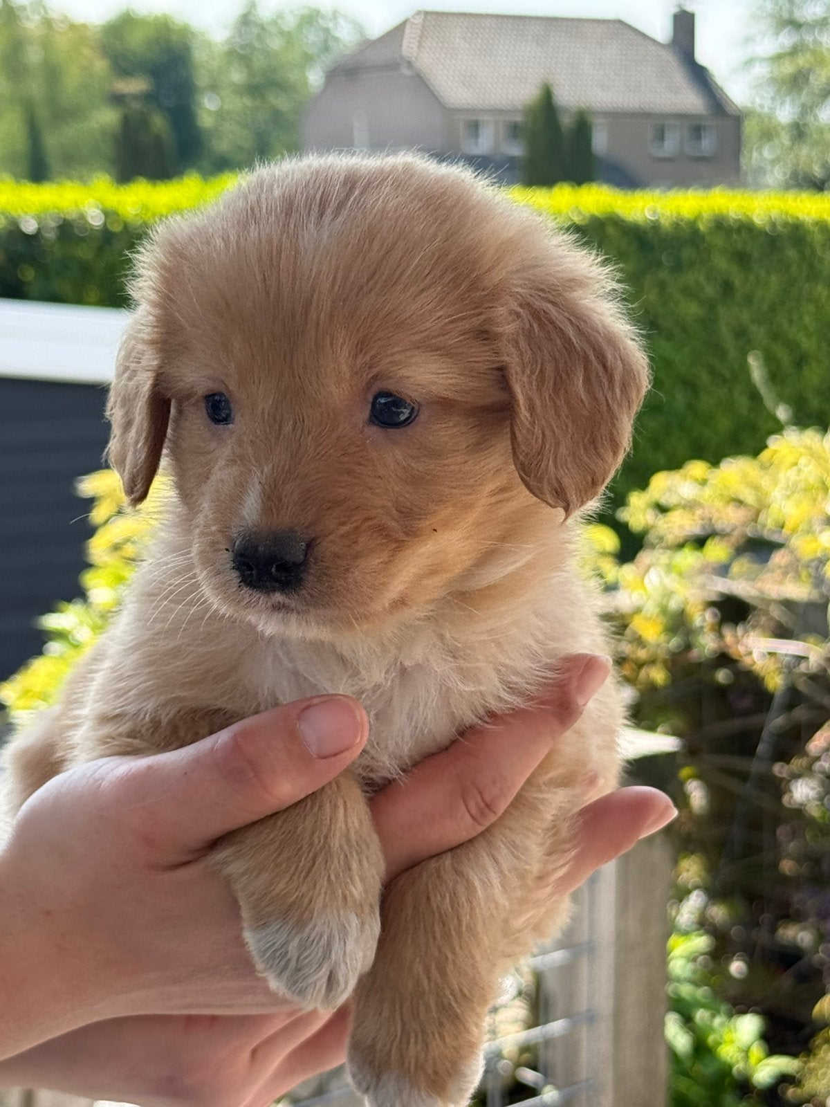 Nova scotia duck tolling retriever, Nederland, Parvo, Overige rassen, 8 tot 15 weken