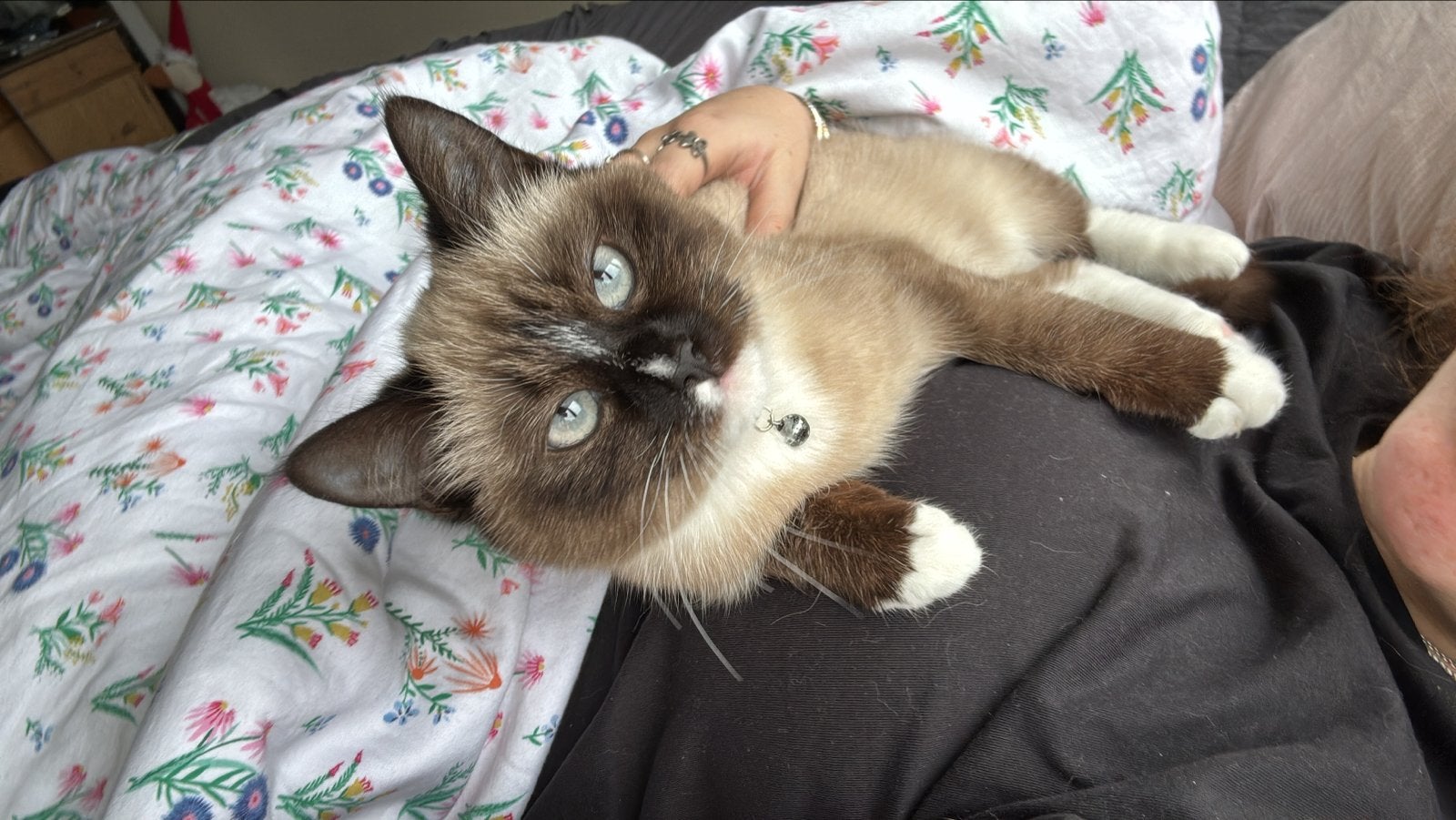 Lieve kat yuki, Poes